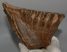 Mammuthus primigenius tooth (1000 grams)