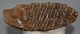 Mammuthus primigenius tooth (1000 grams)
