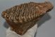 Mammuthus primigenius tooth (1000 grams)