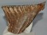 Mammuthus primigenius tooth (1000 grams)