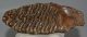 Mammuthus primigenius tooth (1000 grams)