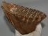 Mammuthus primigenius tooth (1000 grams)
