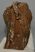Mammuthus primigenius tooth (1000 grams)