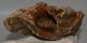 Mammuthus primigenius tooth (1000 grams)