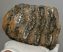 Mammuthus meridionalis részleges fog (2660 gramm)