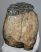 Mammuthus meridionalis részleges fog (2660 gramm)