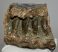 Mammuthus meridionalis részleges fog (2660 gramm) ELFOGYOTT (KM) 06