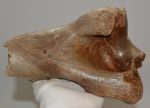 Woolly Rhino partial humerus bone Coelodonta antiquitatis