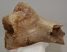 Woolly Rhino partial humerus bone Coelodonta antiquitatis