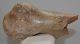 Woolly Rhino partial humerus bone Coelodonta antiquitatis
