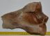 Woolly Rhino partial humerus bone Coelodonta antiquitatis