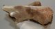 Woolly Rhino partial humerus bone Coelodonta antiquitatis