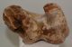 Woolly Rhino partial humerus bone Coelodonta antiquitatis