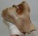 Woolly Rhino partial humerus bone Coelodonta antiquitatis