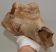 Woolly Rhino partial humerus bone Coelodonta antiquitatis