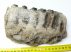 Mammuthus meridionalis részleges fog (2067 gramm) ELFOGYOTT (LL B) 02