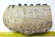 Mammuthus meridionalis részleges fog (2067 gramm) ELFOGYOTT (LL B) 02