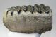 Mammuthus meridionalis partial tooth (2067 grams) SOLD (LL B) 02