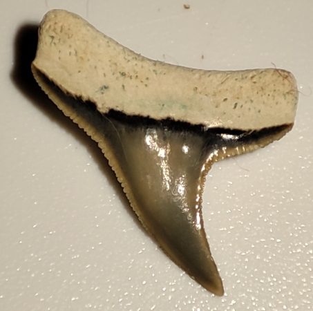 Carcharhinus brevipinna shark tooth from Florida