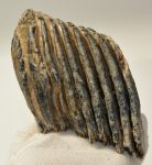   Mammuthus primigenius részleges fog (991 gramm) ELFOGYOTT (BA) 11