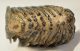 Mammuthus primigenius részleges fog (991 gramm) ELFOGYOTT (BA) 11