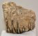 Mammuthus primigenius partial tooth (722 grams)