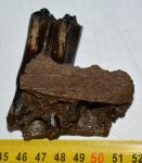 Bison sp. partial jaw (61 mm)