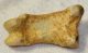 Ursus spelaeus toe bone (42,5 mm) proximal phalanges