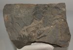 Komlosaurus carbonis dinoszaurusz lábnyom