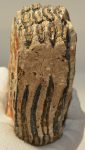 Mammuthus primigenius részleges fog (810 gramm)