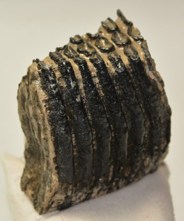 Mammuthus primigenius részleges fog (843 gramm) Mammuthus primigenius részleges fog (843 gramm)