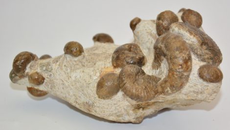 Pseudohelioceras robertianus, Desmoceras latidorsatum, Stoliczkaia dispar ammoniteszek