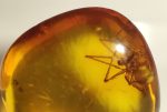   100 millió éves pók zárványos borostyán ELFOGYOTT (SD) 06