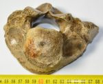 Woolly Rhino partial vertebra (240 grams)