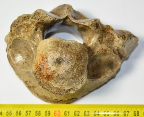 Woolly Rhino partial vertebra (240 grams)