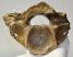 Woolly Rhino partial vertebra (240 grams)