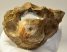 Woolly Rhino partial vertebra (240 grams)