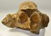 Woolly Rhino partial vertebra (240 grams)