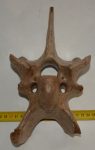 Sixth cervical vertebra of Bison priscus