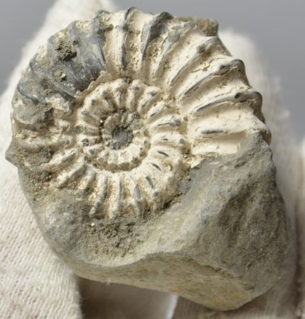 Pleuroceras sp. ammonitesz Németországból