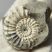 Pleuroceras sp. ammonitesz Németországból