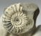 Pleuroceras sp. ammonitesz Németországból
