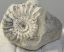 Pleuroceras sp. ammonitesz Németországból