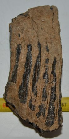 Mammuthus primigenius részleges fog (850 gramm) Mammuthus primigenius részleges fog (850 gramm)