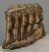Mammuthus primigenius részleges fog (850 gramm) Mammuthus primigenius részleges fog (850 gramm)