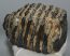 Mammuthus cf. meridionalis partial upper tooth (1736 grams) SOLD (E) 10 Mammuthus cf. meridionalis partial upper tooth (1736 grams) SOLD (E) 10