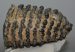 Mammuthus cf. meridionalis partial upper tooth (1736 grams) SOLD (E) 10 Mammuthus cf. meridionalis partial upper tooth (1736 grams) SOLD (E) 10
