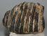 Mammuthus cf. meridionalis partial upper tooth (1736 grams) SOLD (E) 10 Mammuthus cf. meridionalis partial upper tooth (1736 grams) SOLD (E) 10