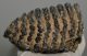 Mammuthus cf. meridionalis partial upper tooth (1736 grams) SOLD (E) 10 Mammuthus cf. meridionalis partial upper tooth (1736 grams) SOLD (E) 10