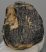 Mammuthus cf. meridionalis partial upper tooth (1736 grams) SOLD (E) 10 Mammuthus cf. meridionalis partial upper tooth (1736 grams) SOLD (E) 10
